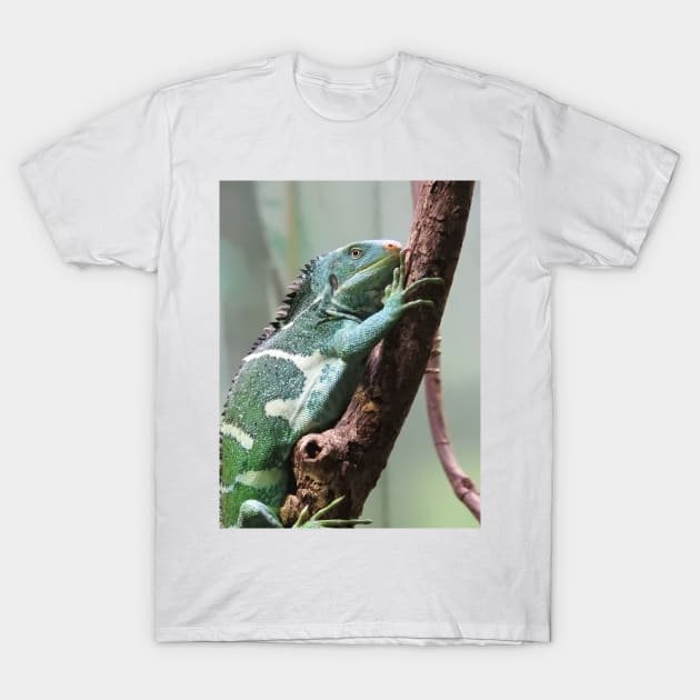 Fijian Crested Iguana T-Shirt by kirstybush